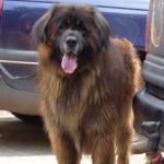 Wo ist Vigos vom Kaniberg?